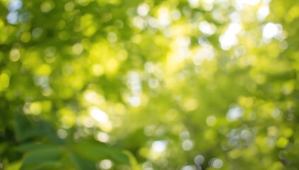 Fototapeta premium Blurred green leaves with sunlight bokeh