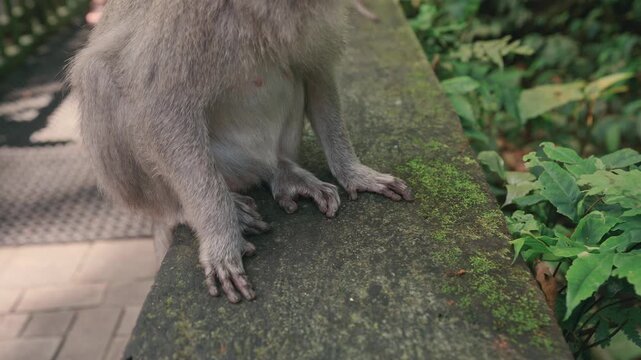 monkey family in uluwatu temple, bali