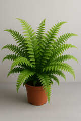 Fototapeta premium Boston Fern Close-up high quality realistic image.