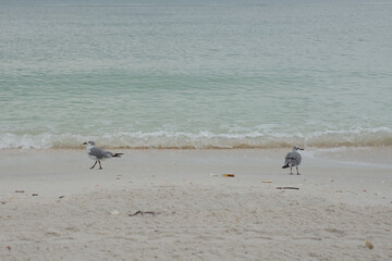 Two Seagulls Strolling on the Sandy Beach Beside the Gentle Turquoise Ocean Waters Treasure Island, Florida. Calmly along a sandy beach as soft waves meet the shoreline in a serene coastal scene.
