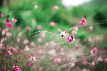 Pink flowers blooming in the green fields
