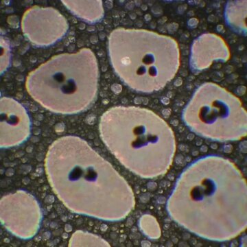 Anchovy back molecules seen from zoom camera