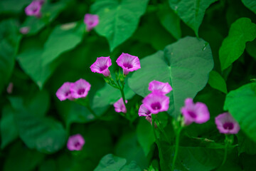 Delicate purple morning glory on the vine