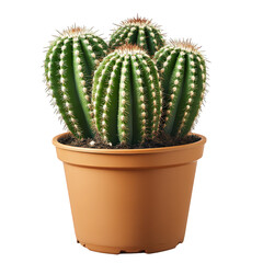 Cactus plant is in a pot with brown soil