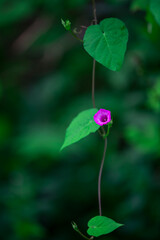 Delicate purple morning glory on the vine
