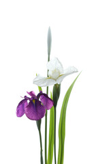 花菖蒲、あやめ科、日本の花