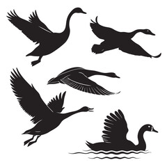 Collection of black silhouettes of swans in various flying and swimming poses against a white background representing grace and freedom in nature