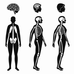 Anatomical illustration showcasing the human skeletal system and brain in silhouette presented in frontal and profile views for educational and medical representation