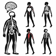 An informative illustration showcasing the human anatomy including the skeletal system brain circulatory system and nervous system in a stylized black and white graphic design