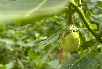 Close-up a tropical round eggplant or Green Brinjalon tree under sunlight in the morning. Space for...