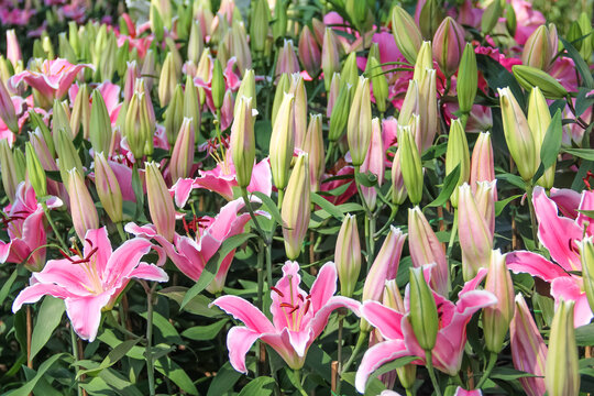 Lily flower blooming field naral garden background