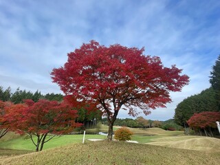 Red maple tree on a golf course in autumn