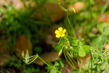 Obraz premium 黄色いカタバミの可憐な野草の花