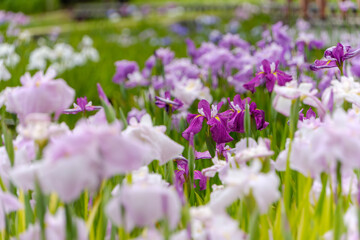 Obraz premium 初夏の花菖蒲園に咲く紫と白の花
