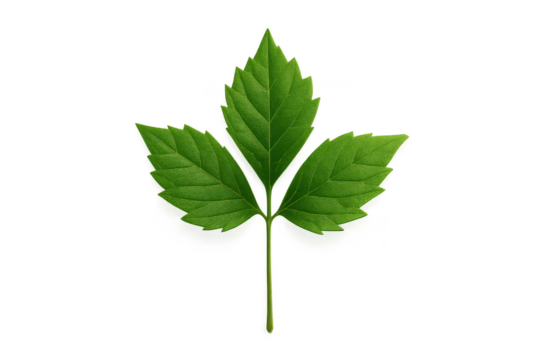 Trailing grape ivy vine isolated with clipping path vivid green glossy lobed leaves on transparent background naturalistic botanical cutout high detail