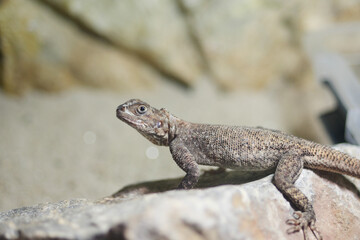 Obraz premium Lizard basking on a rock in a natural habitat