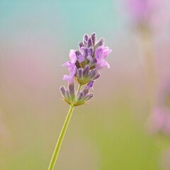 Close-up lavender flower
