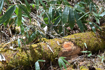 日の当たる苔むした樹木