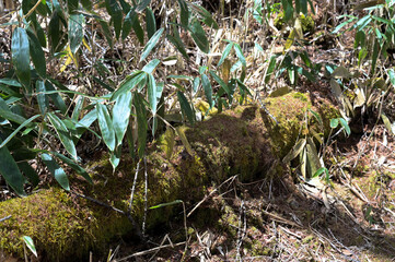 日の当たる苔むした樹木
