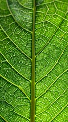 Obraz premium Close-up leaf veins (1)