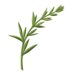 Fototapeta premium Close-up of a sprig of fresh green herb, showcasing detailed leaves and stem.