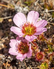 Close-up of two pink flowers (1)