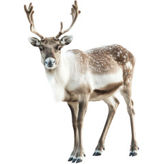 Fototapeta premium Deer stands in front of on transparent background