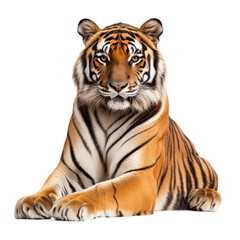 Fototapeta premium Tiger is laying down on transparent background