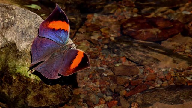 A closeup shot captures the orange oak leaf butterfly (Kallima inachus) with its vibrant wings fully opened in the autumn season of Himachal Pradesh, India.