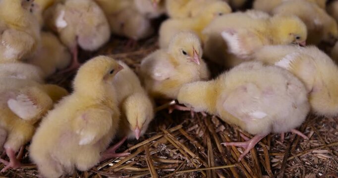 a group of young broiler chickens at a poultry farm, chickens of a meat breed for poultry meat production