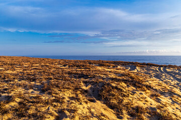 pastos sobre duna en la costa