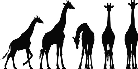 Group of giraffes in different poses, animal silhouette collection, flat vector illustration, black giraffe icons, isolated on white background ©  creative rabbi