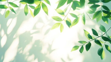 Obraz premium A light green botanical background with soft shadows of leaves, symbolizing organic beauty.