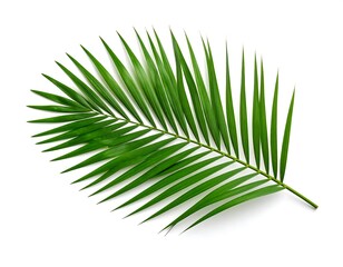 Obraz premium Vibrant palm frond against white background