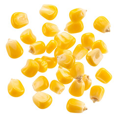 falling corn kernel isolated on white background