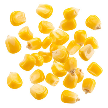 falling corn kernel isolated on white background