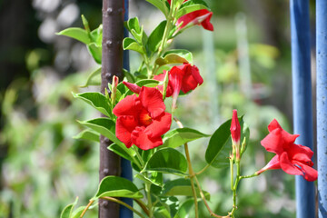 クライミング・サンパラソル　Climbing Sun Parasol