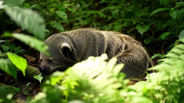 A small, grayish mammal rests amongst lush, vibrant greenery in a tropical setting.
