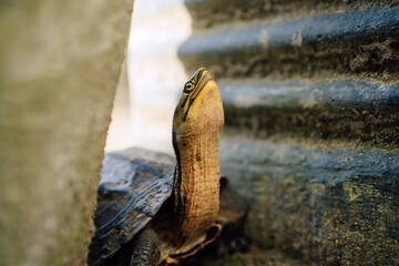 Turtle head emerging from water close-up