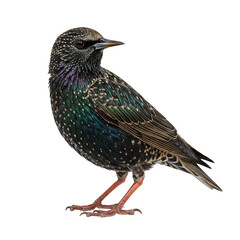 European starling bird standing isolated on transparent background