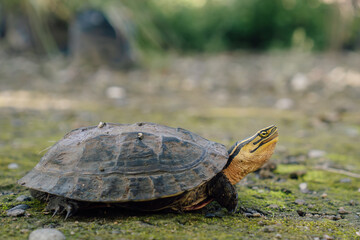Obraz premium Turtle on mossy ground near foliage