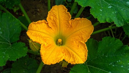 A vibrant, bright yellow squash blossom bursts forth from a verdant garden bed.