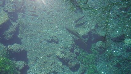 Transparent Water and Fish at Oshino Hakkai with a Glint of Light