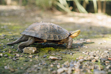 Turtle walking on mossy ground near water