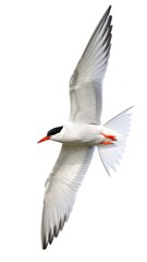 Obraz premium Arctic Tern Flight, White Background