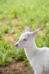 Fototapeta premium baby white deer on grass
