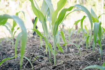 Young corn plants growing in soil