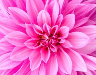 Vibrant pink flower wallpapers in high definition, showcasing delicate petals and lush greenery, perfect for adding a touch of nature to your device.