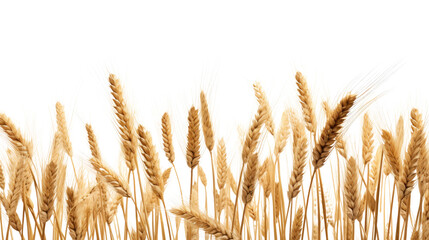 golden wheat field on white background