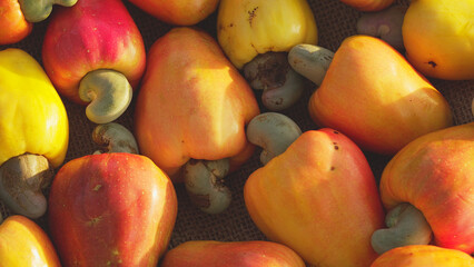 ripe cashew apples, orange, red, yellow, nuts or kernels in shells, seeds, drupe, close-up, tropical fruit, harvest